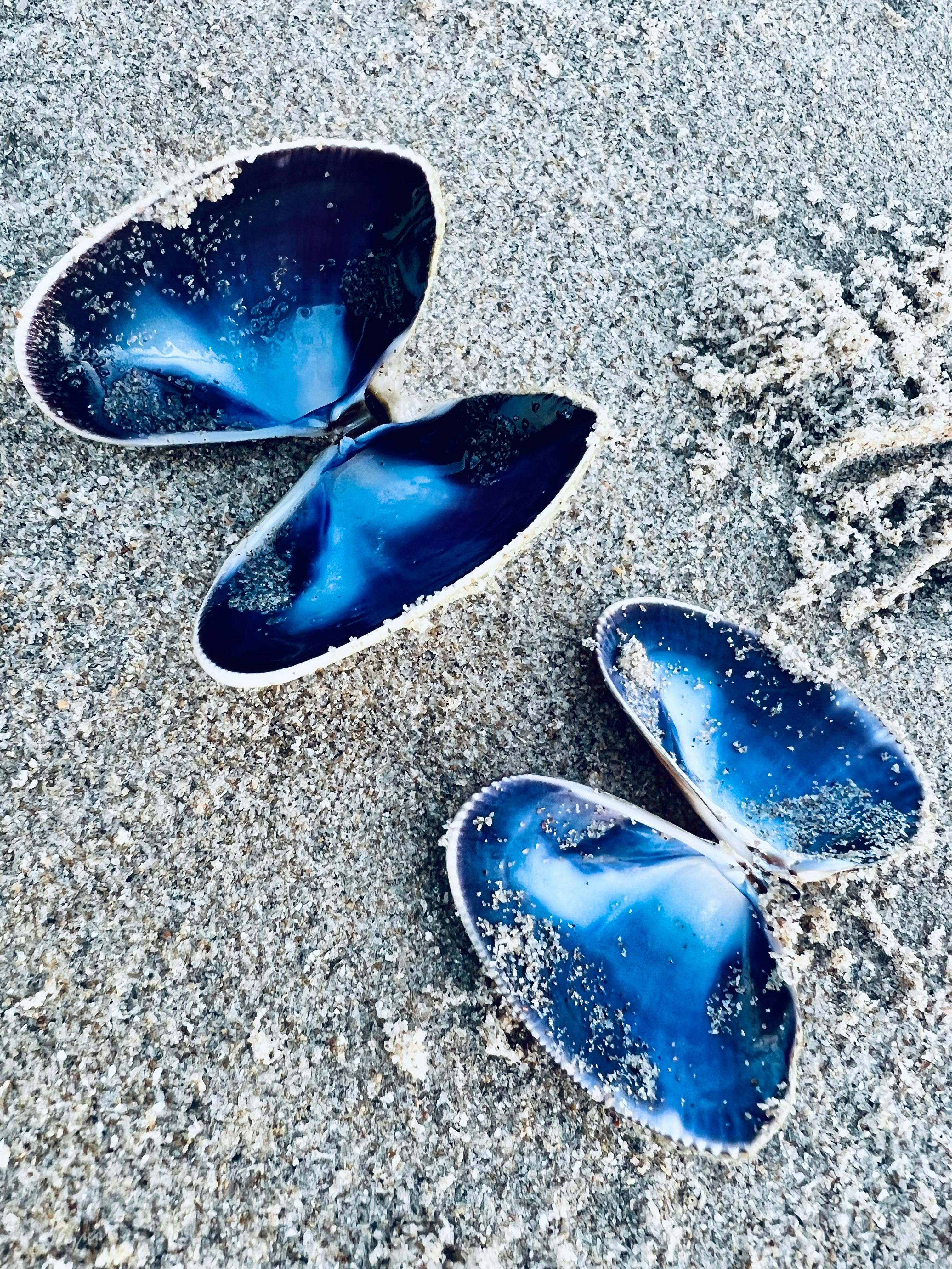 How Do Tides at Duxbury Beach Influence Coastal Wildlife? Unveiling Nature’s Hidden Patterns