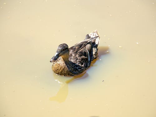 Mallard on Swamp Water 