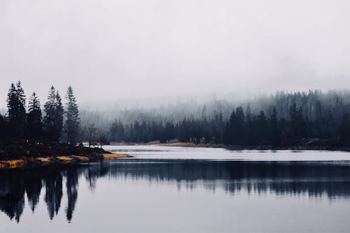 Free Lake Surrounded by Trees Covered With Fog Stock Photo