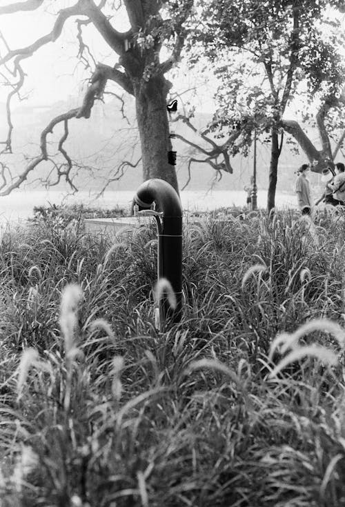Grayscale Photography of Pipe on Grass Field Near Tree