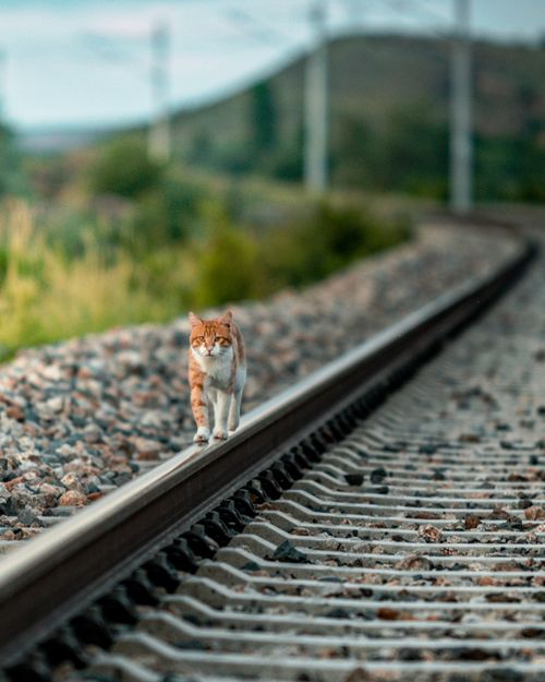 Free A cat strolling along a railway track in an outdoor setting, exuding curiosity. Stock Photo