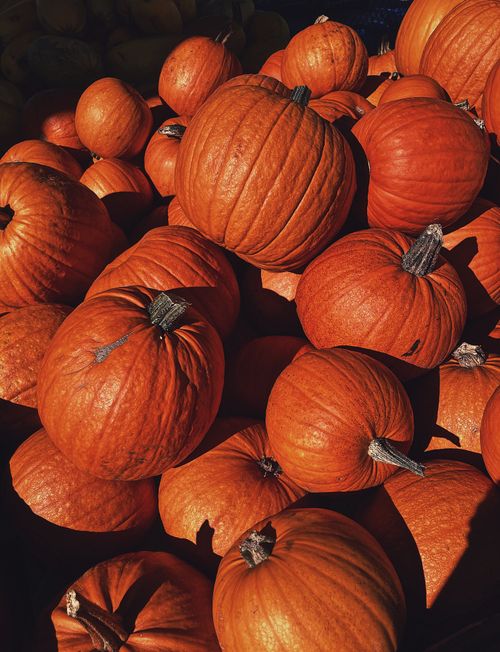 Free A close-up shot of a pile of orange pumpkins capturing autumn's essence. Stock Photo