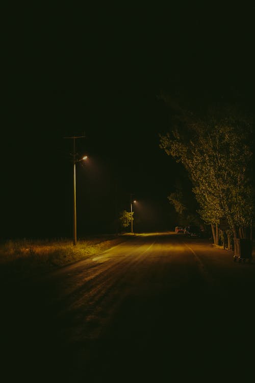 Foto profissional grátis de árvores, estrada, período noturno