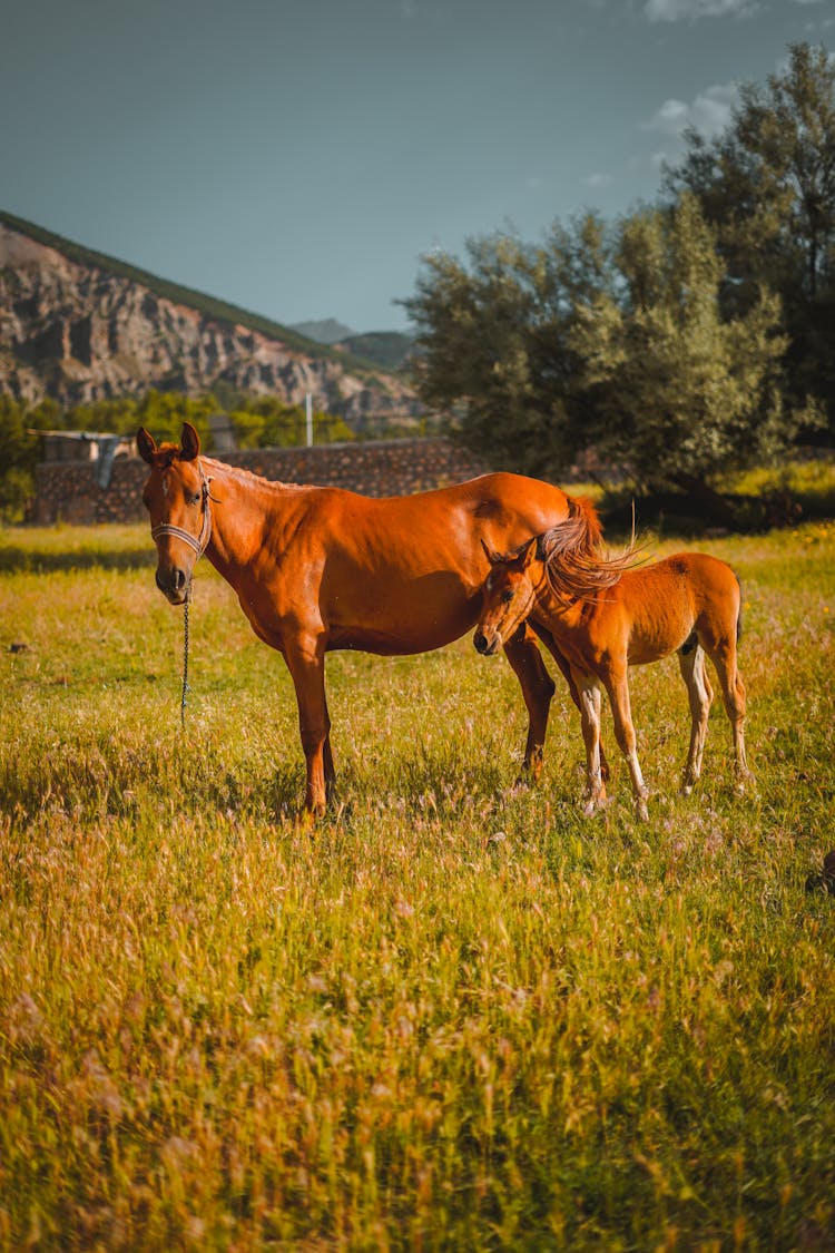 Brown Mare And Foal Standing Close Together 