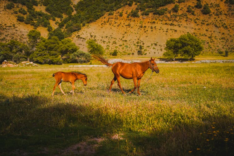 A Foal Following The Running Mare 