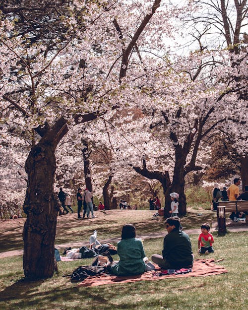 People Sitting on Picnic Blanket Under the Trees 