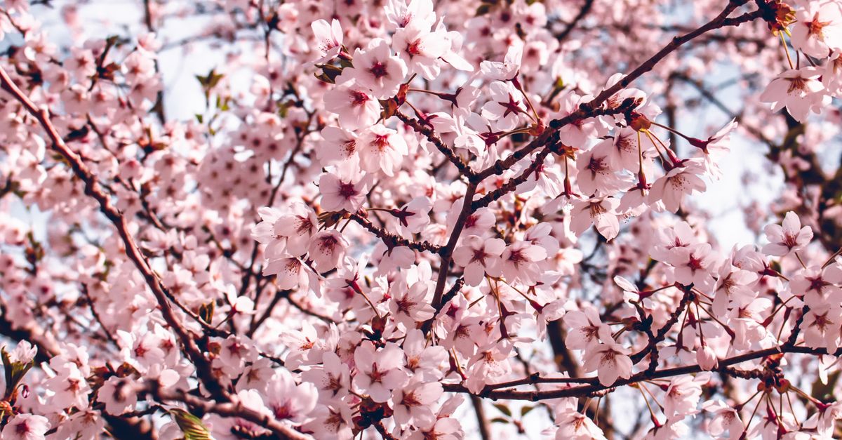 Spring Free Stock A Tree in Spring · Free Stock Photo