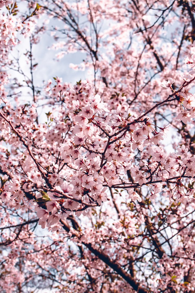 A Tree In Spring