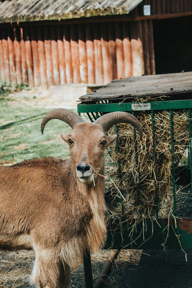 Barbary Sheep With Sharp Horns