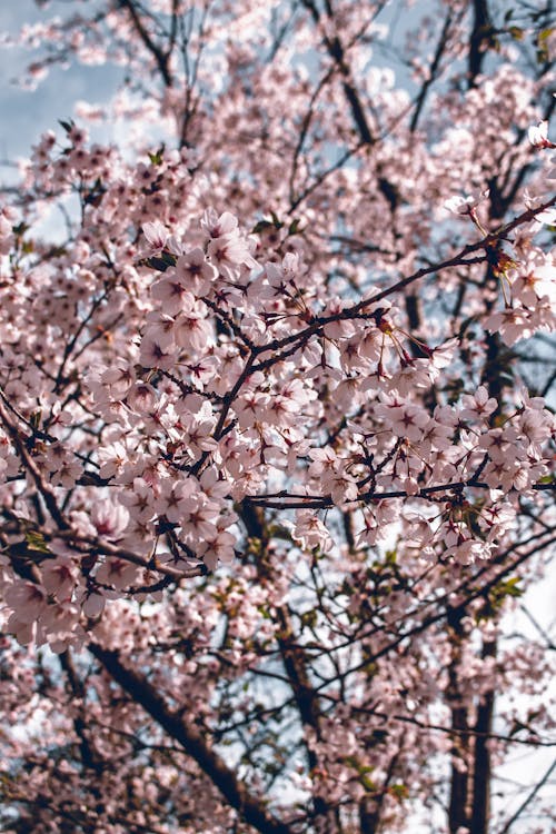 Základová fotografie zdarma na téma detail, flóra, keřík