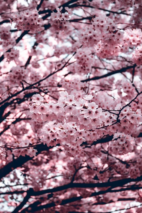 分支機構, 季節, 櫻花 的 免费素材图片