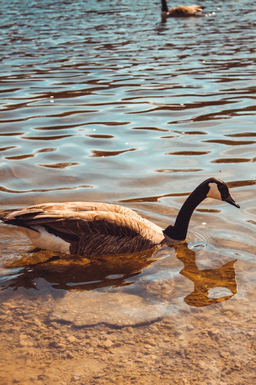 Close-Up Shot of a Goose Swimming on a Lake