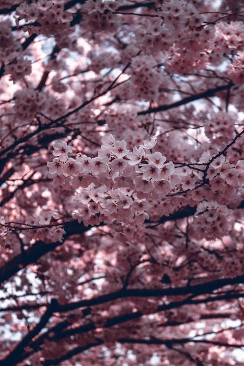 Základová fotografie zdarma na téma detail, flóra, keřík