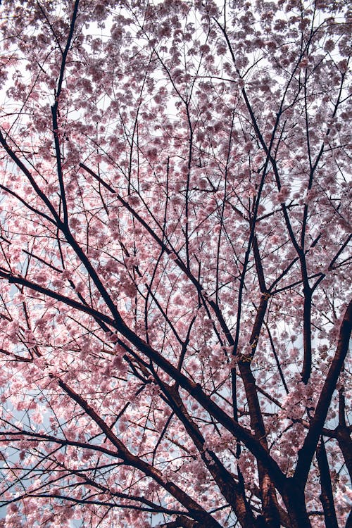 Foto stok gratis berbunga, bidikan sudut sempit, bunga sakura