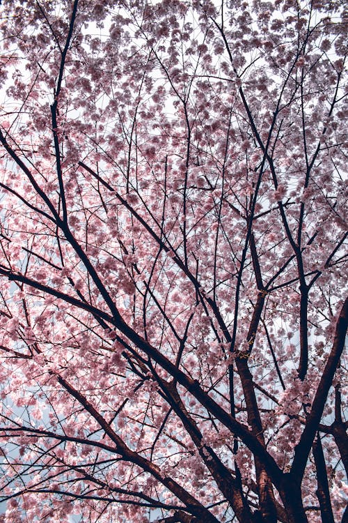 Foto profissional grátis de céu azul, filiais, flor de cerejeira