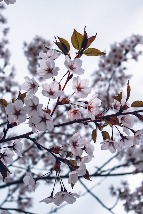 Free Close-Up Shot of Cherry Blossoms Stock Photo