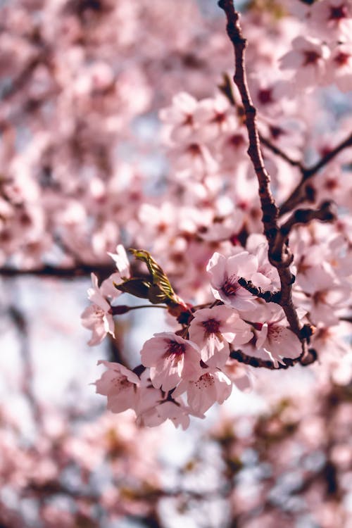 Pink Cherry Blossoms in Close Up Photography