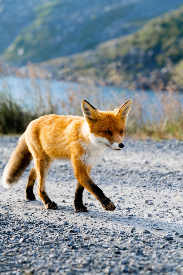 Red Fox Walking In Wild Nature