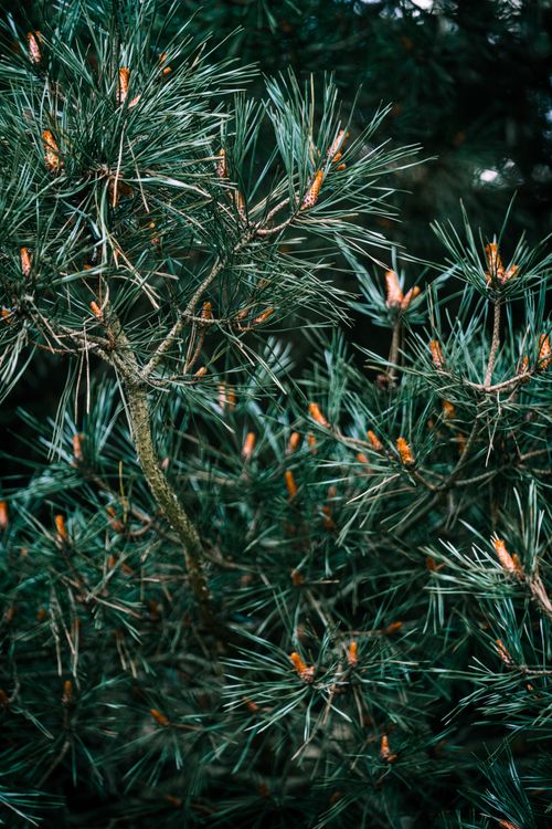 Free Dense evergreen pine branches with vibrant needles and cones, captured in Norway. Stock Photo