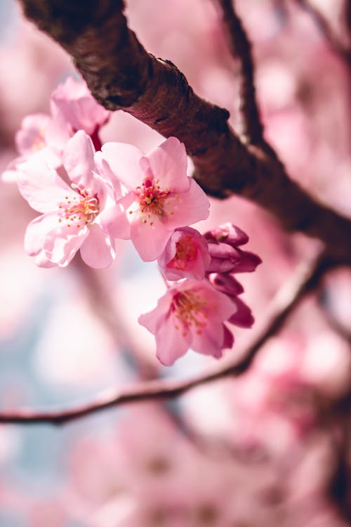 Pink Cherry Blossoms in Close Up Photography
