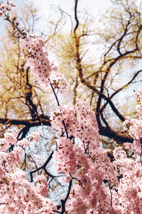бесплатная Бесплатное стоковое фото с вертикальный выстрел, ветви деревьев, время весны Стоковое фото