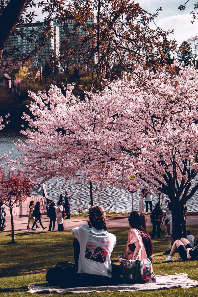 Hanami