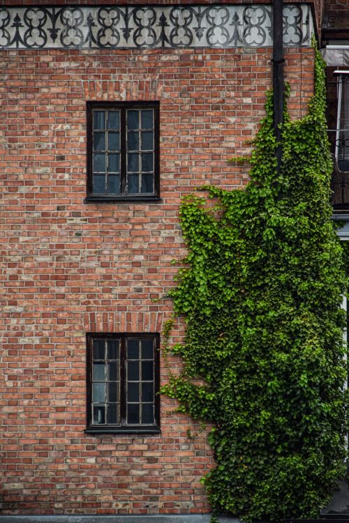 Free A vintage brick building facade adorned with green vines and classic windows, captured in a vertical shot. Stock Photo
