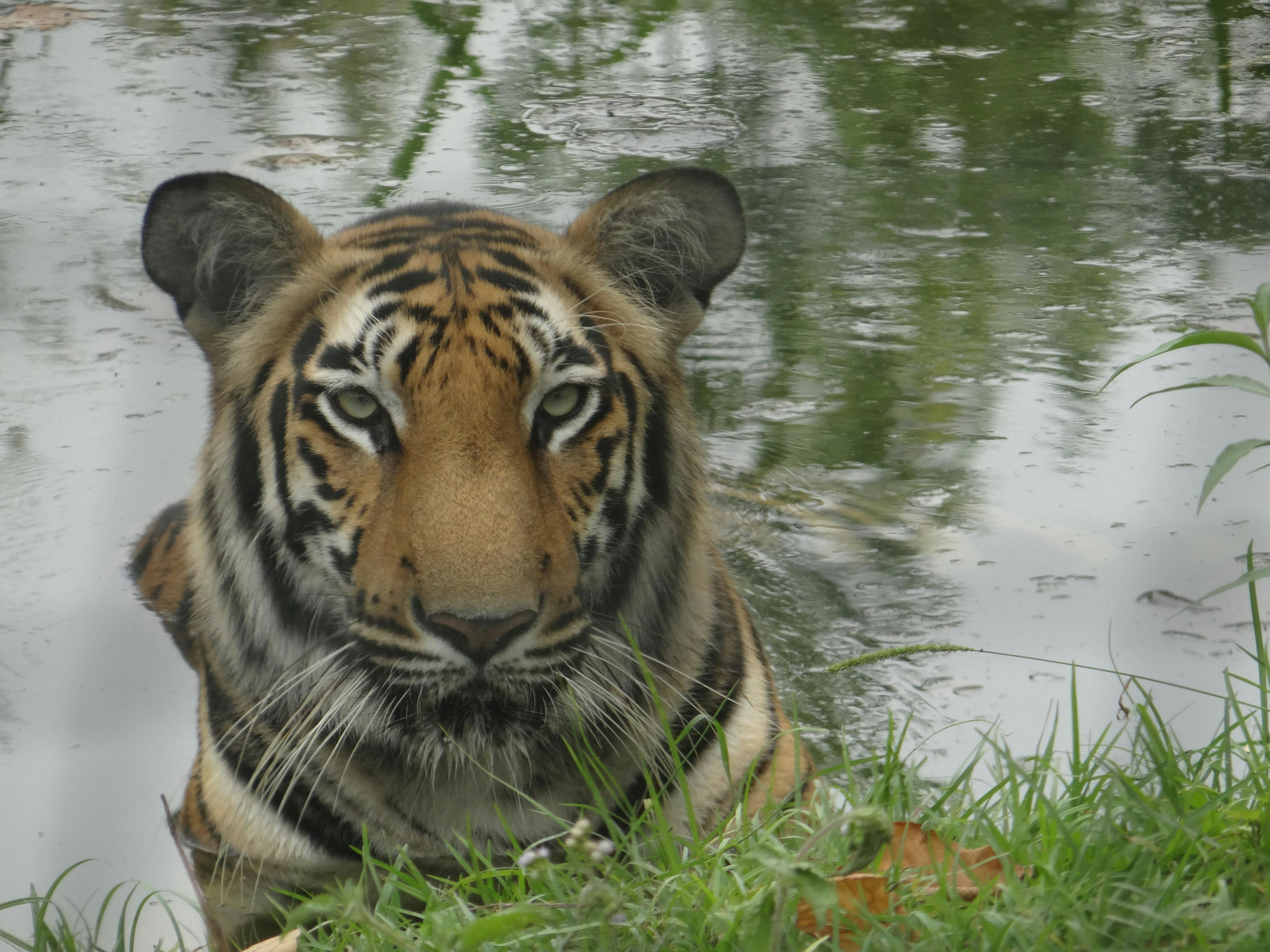 Free stock photo of royal bengal tiger, tiger