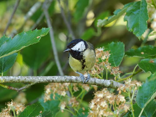 Black and Yellow Bird Perched on Tree Branch