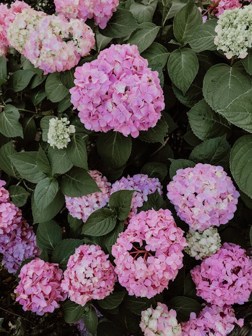 Pink Flowers with Green Leaves