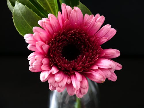 Free Close-Up Photography of Pink Gerbera Stock Photo
