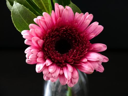 Free A detailed close-up of a vibrant pink gerbera daisy in bloom, showcasing its delicate petals. Stock Photo