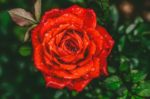 免费 红玫瑰花朵与水滴的特写摄影 素材图片