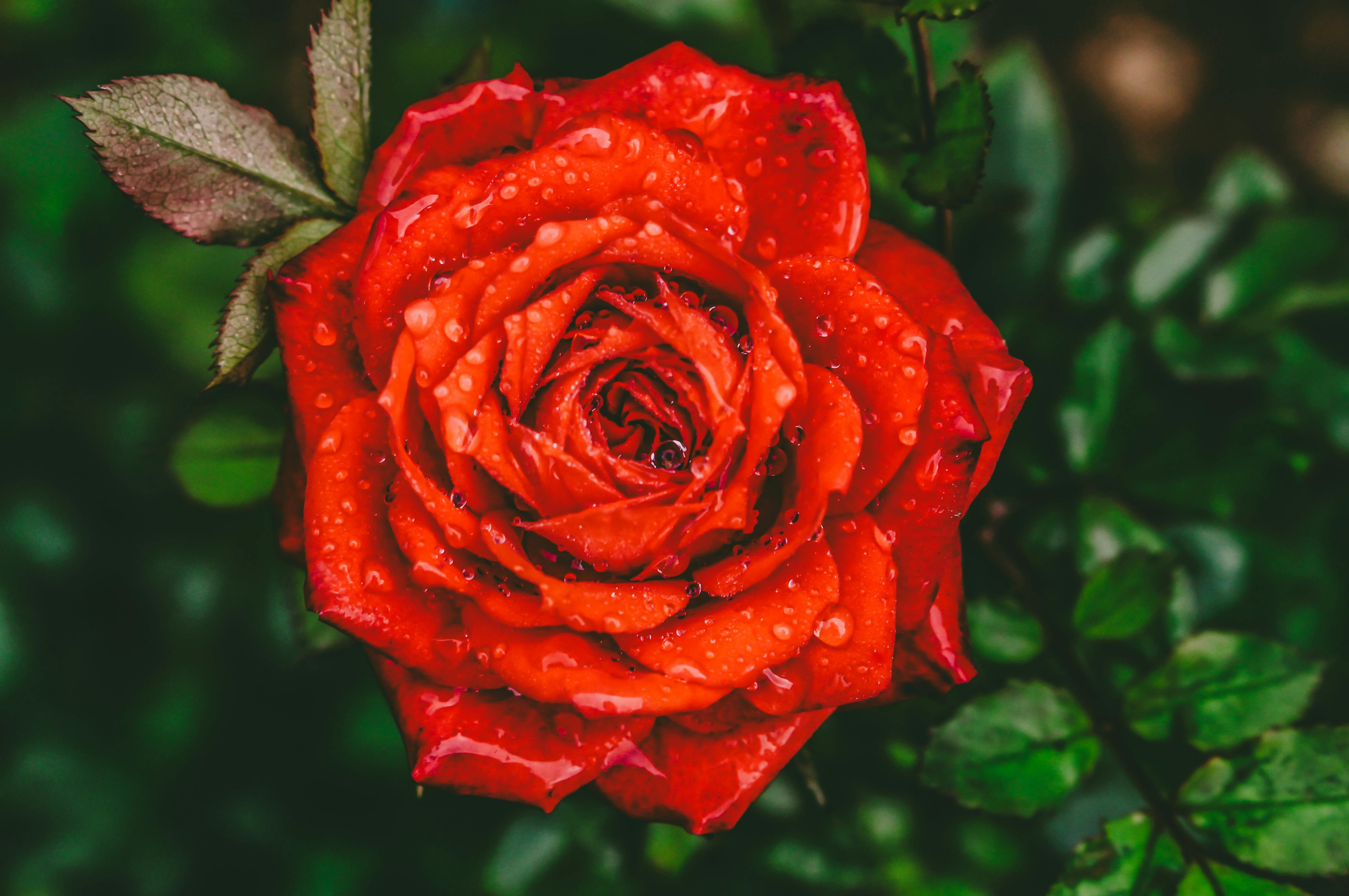 60,000+ Best Rose Wallpaper Photos · 100% Free Download · Pexels Stock  Photos