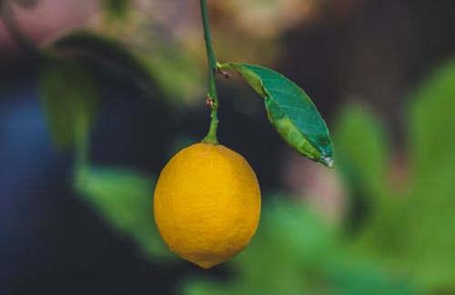 잘 익은 레몬 과일의 초점 사진