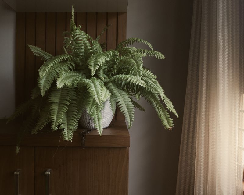 boston fern with lush fronds on a desk