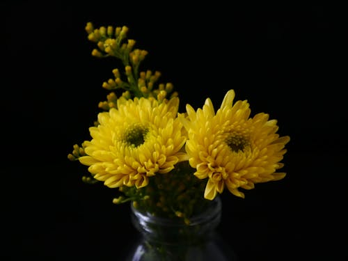 Gelbe Chrysantheme