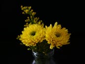 在黑暗背景的花瓶中，两朵明亮的黄色菊花展示着自然之美