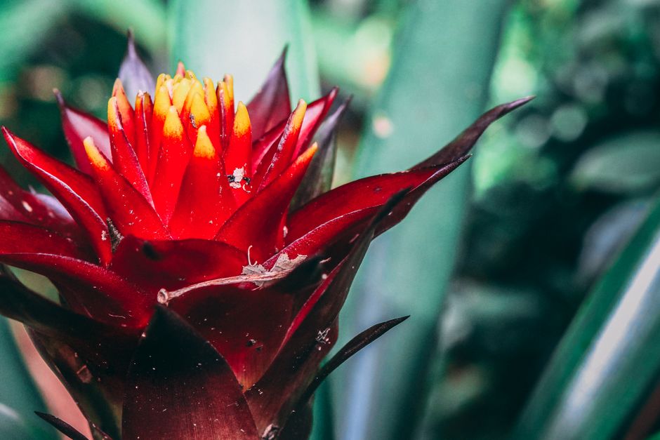 Close-up of a vivid red bromeliad flower with a blurred green background in Foz do Iguaçu, Brazil.