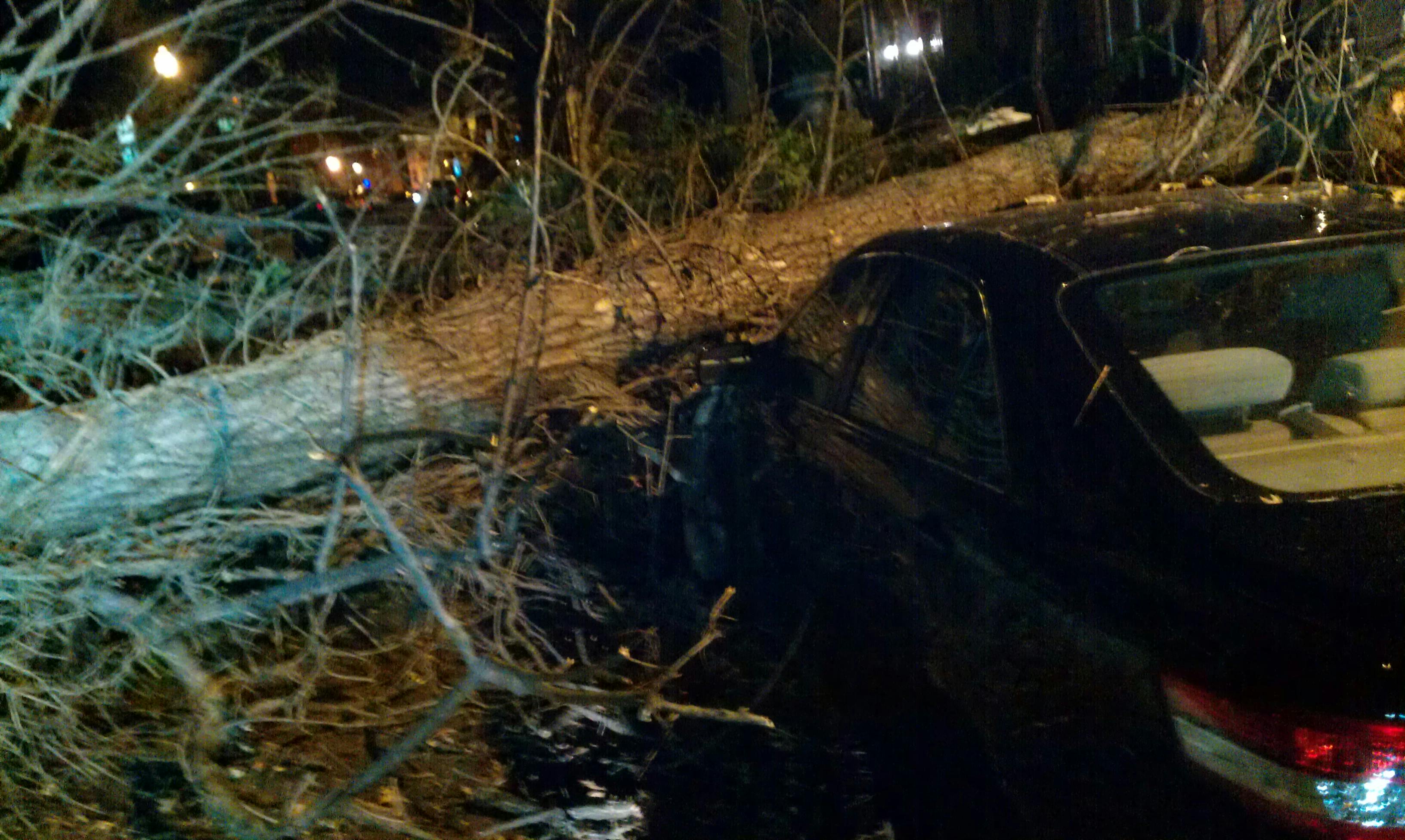 Free stock photo of car insurance, car smashed, fallen tree