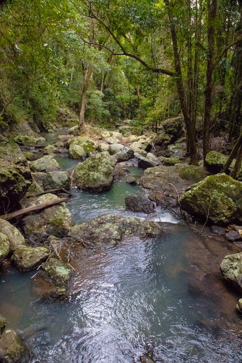 Photos gratuites de crique, forêt tropicale, piste de marche des chutes de kondalilla