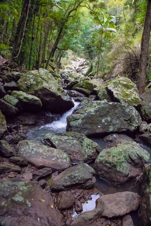 Základová fotografie zdarma na téma deštný prales, pěší stezka kondalilla falls, přírodní chůze