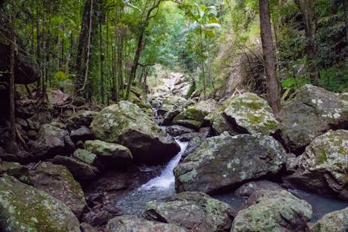 Photos gratuites de chutes de kondalilla, forêt tropicale, queensland