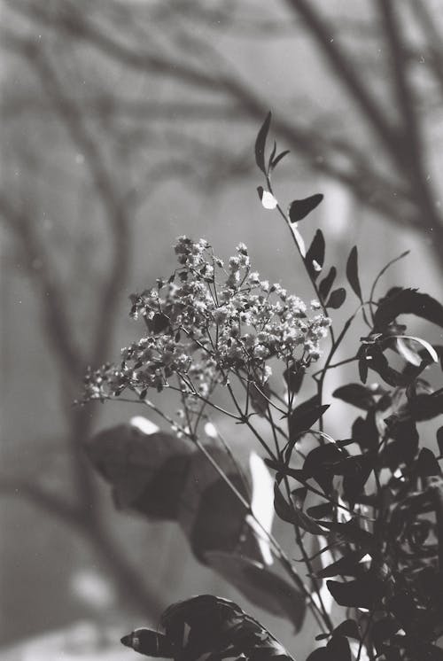 Základová fotografie zdarma na téma černobílý, květiny, vypršela fi