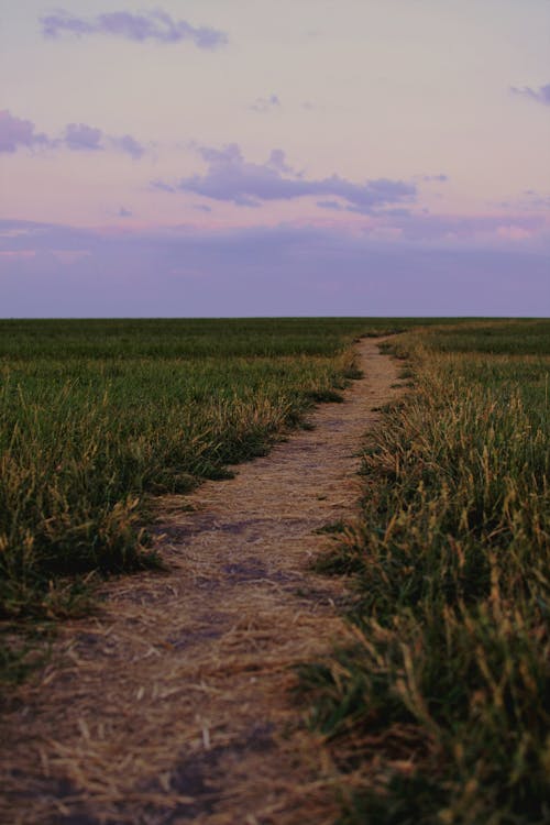 Foot Trail on the Grass Field