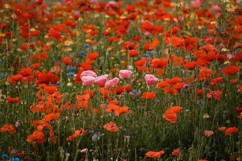 Free A colorful field of red and pink poppies blooming in the countryside. Stock Photo