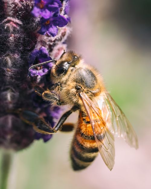 Free Macro shot of a bee pollinating a vibrant lavender flower, showcasing nature's beauty. Stock Photo