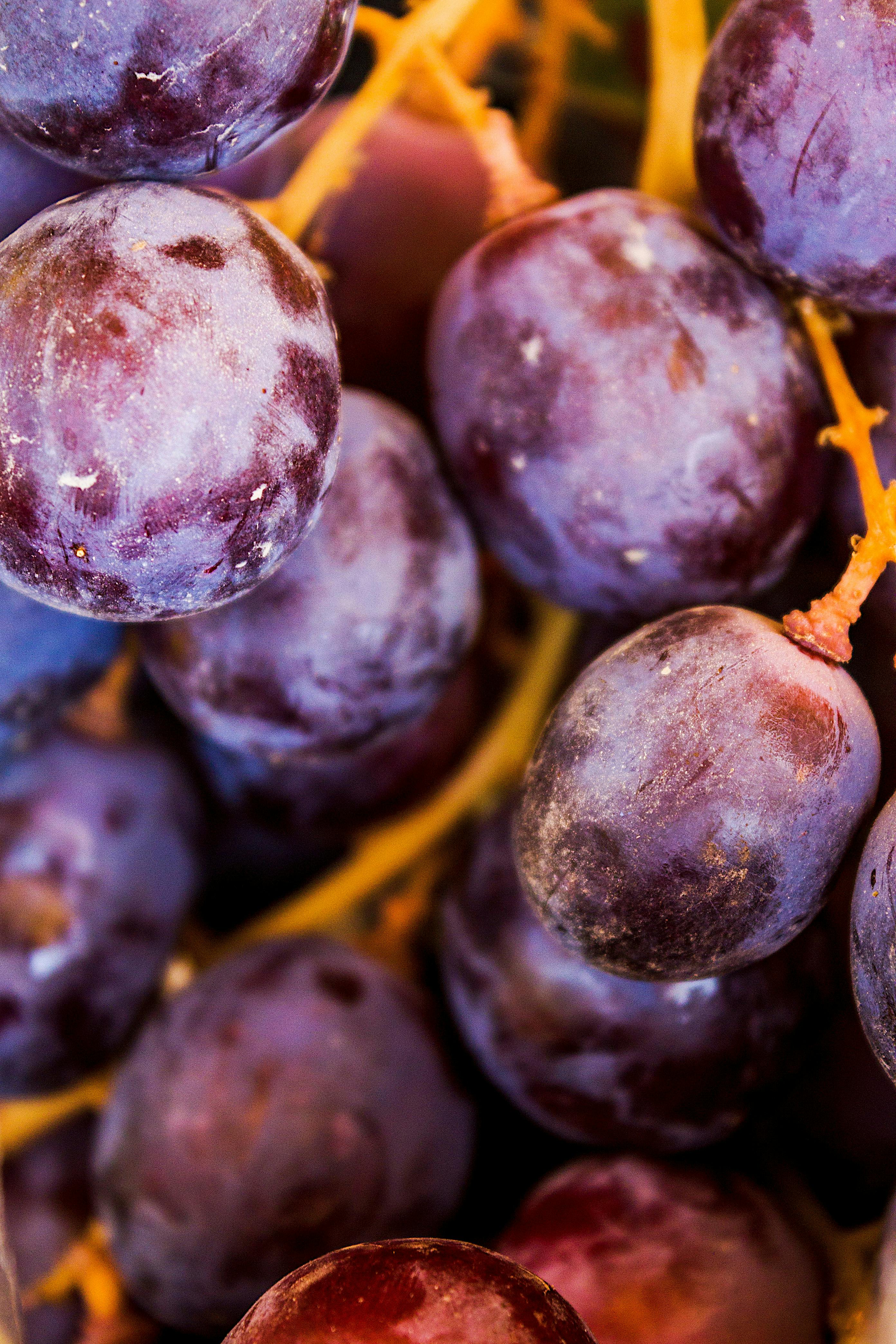 Bloom on Grapes · Free Stock Photo