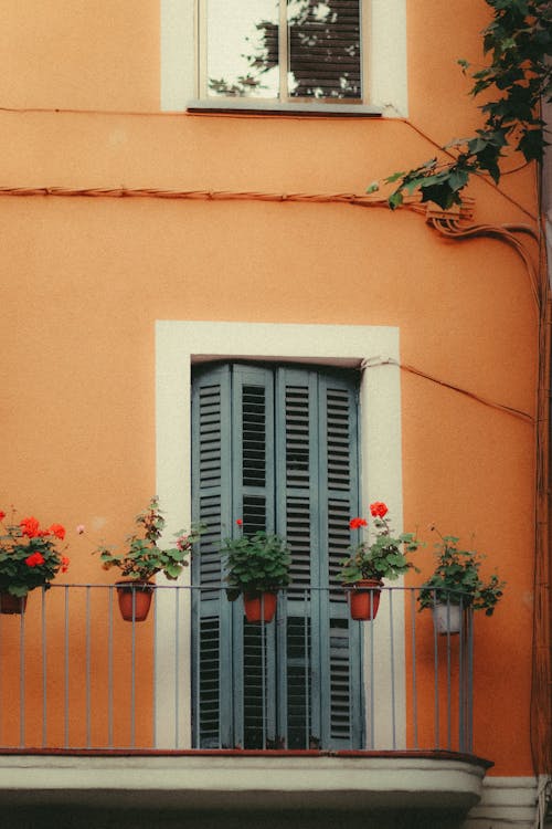 Potted Plant with Flowers  on a Balcony