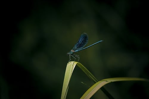 Dragon fly Perched on a Leaf
